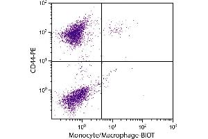 Chicken peripheral blood monocytes were stained with Mouse Anti-Chicken Monocyte/Macrophage-BIOT. (Macrophage/Monocyte Antikörper (Biotin))