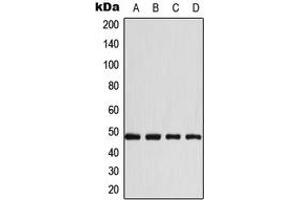 Western blot analysis of CD147 expression in A431 (A), HeLa (B), Raw264. (CD147 Antikörper  (C-Term))