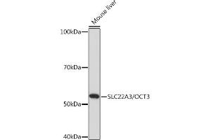 Western blot analysis of extracts of Mouse liver, using SLC22/OCT3 Rabbit pAb (ABIN7269108) at 1:1000 dilution. (SLC22A3 Antikörper)