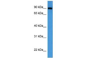Western Blotting (WB) image for anti-Oxysterol Binding Protein (OSBP) (C-Term) antibody (ABIN2788369) (OSBP Antikörper  (C-Term))