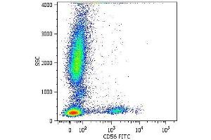 Surface staining of human peripheral blood cells with anti-CD56 (MEM-188) FITC. (CD56 Antikörper  (FITC))