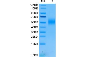 Human 2B4/SLAMF4 on Tris-Bis PAGE under reduced condition. (2B4 Protein (AA 22-221) (His tag))