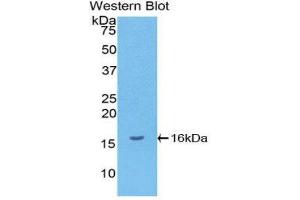 Western Blotting (WB) image for anti-gamma-Interferon-Induced Monokine (CXCL9) (AA 23-125) antibody (ABIN5662055) (CXCL9 Antikörper  (AA 23-125))