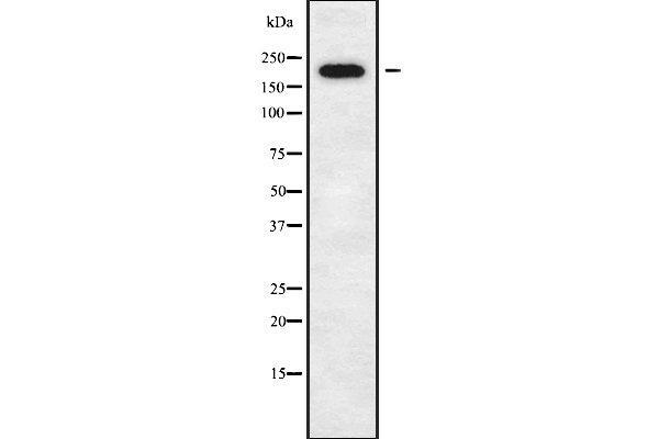 DOCK11 antibody  (Internal Region)