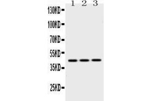 Western blot analysis of EBP1 expression in rat liver extract ( Lane 1), NIH3T3 whole cell lysates ( Lane 2) and HEPG2 whole cell lysates ( Lane 3). (PA2G4 Antikörper  (C-Term))