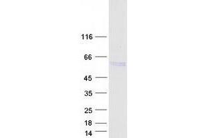 Validation with Western Blot (alpha 2 Antiplasmin Protein (Transcript Variant 3) (Myc-DYKDDDDK Tag))