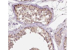 ABIN6266523 at 1/200 staining human testis tissue sections by IHC-P.