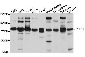 Western blot analysis of extracts of various cells, using RNPEP antibody. (RNPEP Antikörper)