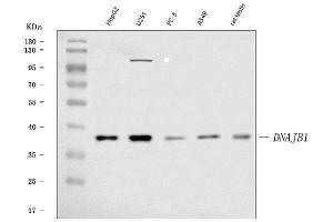Western blot analysis of Hsp40/DNAJB1 using anti-Hsp40/DNAJB1 antibody (ABIN7599258).