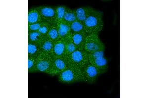 IF analysis of Calpain 1 using anti-Calpain 1 antibody (ABIN7601600). (CAPNL1 Antikörper  (AA 396-555))