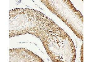 IHC-P: Bub3 antibody testing of rat testis tissue (BUB3 Antikörper  (Middle Region))