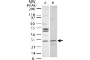 Western blot analysis of IL27 in (A) Jurkat and (B) NIH/3T3 cells. (IL-27 Antikörper  (AA 31-46))
