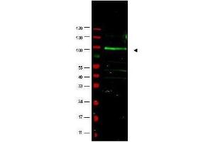 Western blot using  affinity purified anti-FBOX9 antibody shows detection of a band at ~100 kDa (arrowhead) believed to correspond to FBOX9 present in a MCF7 whole cell lysate (lane 1). (FBXO9 Antikörper  (AA 431-447))