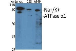 Western Blot (WB) analysis of specific cells using Na+/K+-ATPase alpha1 Polyclonal Antibody. (ATP1A1 Antikörper  (Ser16))