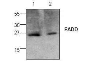 Image no. 1 for anti-Fas (TNFRSF6)-Associated Via Death Domain (FADD) antibody (ABIN126986) (FADD Antikörper)
