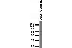Adult whole rat brain homogenate immunoblot. (CADM1 Antikörper  (AA 257-388))