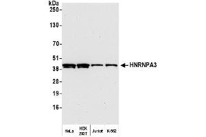 anti-Heterogeneous Nuclear Ribonucleoprotein A3 (HNRNPA3) (AA 1-50) antibody