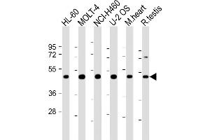 All lanes : Anti-LRRC34 Antibody (Center) at 1:2000 dilution Lane 1: HL-60 whole cell lysate Lane 2: MOLT-4 whole cell lysate Lane 3: NCI- whole cell lysate Lane 4: U-2 OS whole cell lysate Lane 5: mouse heart lysate Lane 6: rat testis lysate Lysates/proteins at 20 μg per lane. (LRRC34 Antikörper  (AA 154-182))