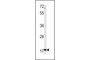 Western blot analysis of MF antibody (C-term) (ABIN391487 and ABIN2841455) in K562 cell line lysates (35 μg/lane). (MFAP5 Antikörper  (C-Term))