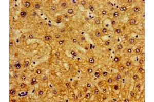 Immunohistochemistry of paraffin-embedded human liver tissue using ABIN7163461 at dilution of 1:100 (Pirin Antikörper  (AA 1-290))