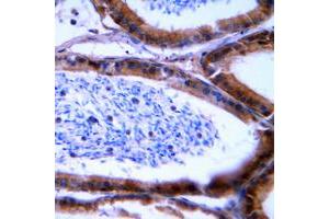 Immunohistochemical analysis of Granzyme B/H staining in human tonsil formalin fixed paraffin embedded tissue section. (Granzyme B/H (N-Term) Antikörper)