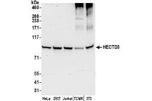 anti-HECT Domain Containing 3 (HECTD3) (AA 811-861) antibody