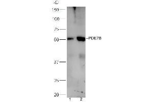 Lane 1:mouse liver lysates Lane 2:mouse brain probed with Rabbit Anti-PDE7B Polyclonal Antibody, Unconjugated (ABIN1386171) at 1:300 overnight at 4 °C. (PDE7B Antikörper  (AA 281-360))