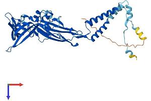 P2RX3 Protein (AA 1-397) (His tag)