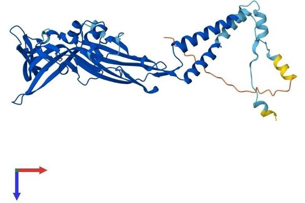 P2RX3 Protein (AA 1-397) (His tag)