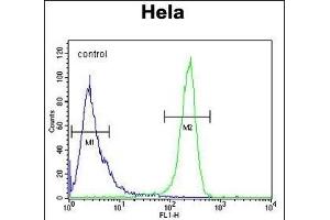 DTL Antibody (Center) (ABIN654926 and ABIN2844569) flow cytometric analysis of Hela cells (right histogram) compared to a negative control cell (left histogram). (CDT2/RAMP Antikörper  (AA 229-256))