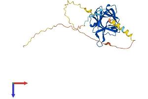 FGF12 Protein (AA 1-243) (His tag)
