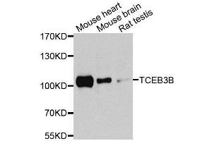 Western blot analysis of extracts of various cell lines, using TCEB3B antibody (ABIN5974931) at 1/1000 dilution. (TCEB3B Antikörper)
