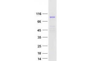 Western Blotting (WB) image for Ribosomal Protein S6 Kinase A4 (RPS6KA4) (Transcript Variant 1) protein (Myc-DYKDDDDK Tag) (ABIN2726438)