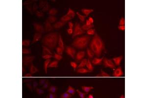 Immunofluorescence analysis of U2OS cells using XCL1 Polyclonal Antibody (XCL1 Antikörper)