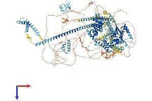 SMARCA2 Protein (AA 1-1577) (His tag)