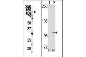 (LEFT)Western blot analysis of anti-EphA4 N-term Pab in HeLa cell lysate. (EPH Receptor A4 Antikörper  (N-Term))