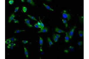 Immunofluorescence (IF) image for anti-Aquaporin 4 (AQP4) (AA 253-323) antibody (ABIN7144516)