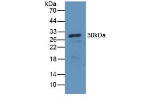 Western blot analysis of recombinant Dog CA2. (CA2 Antikörper)