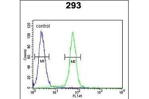 c-fos Antibody (C-term) (ABIN390510 and ABIN2840864) flow cytometric analysis of 293 cells (right histogram) compared to a negative control cell (left histogram). (c-FOS Antikörper  (C-Term))