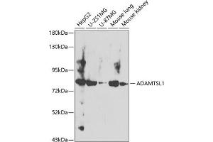 Western blot analysis of extracts of various cell lines, using  antibody (ABIN6129874, ABIN6136545, ABIN6136546 and ABIN6224099) at 1:400 dilution. (ADAMTSL1 Antikörper  (AA 1483-1762))
