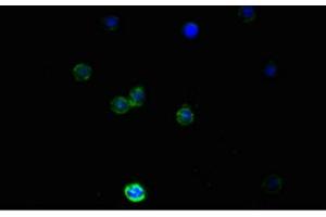 Immunofluorescence (IF) image for anti-Nestin (NES) antibody (ABIN7161178)