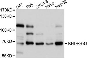 Western blot analysis of extracts of various cell lines, using KHDRBS1 antibody (ABIN5975824) at 1/1000 dilution. (KHDRBS1 Antikörper)
