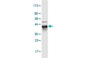 Western Blot detection against Immunogen (36. (RNF169 Antikörper  (AA 643-742))