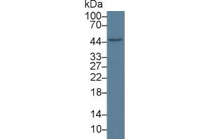 Detection of LXRb in Mouse Liver lysate using Polyclonal Antibody to Liver X Receptor Beta (LXRb) (NR1H2 Antikörper  (AA 1-446))