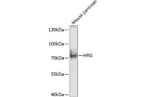 Western blot analysis of extracts of mouse pancreas, using HRG antibody (ABIN6128359, ABIN6141987, ABIN6141988 and ABIN6224492) at 1:1000 dilution. (HRG Antikörper  (AA 20-260))