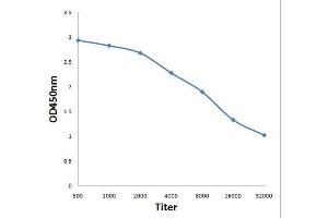 Antigen: 0. (STMN2 Antikörper  (AA 8-100))