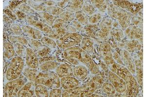 ABIN6272989 at 1/100 staining Mouse kidney tissue by IHC-P. (CAPZA1 Antikörper  (Internal Region))