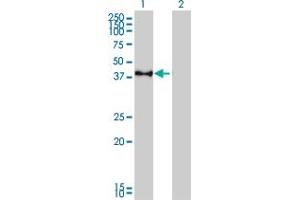 Western Blot analysis of CREB1 expression in transfected 293T cell line by CREB1 monoclonal antibody (M02), clone 5F2. (CREB1 Antikörper  (AA 1-95))