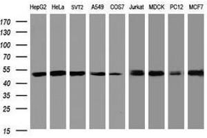Image no. 1 for anti-SERPINE1 mRNA Binding Protein 1 (SERBP1) (AA 1-262) antibody (ABIN1490677) (SERBP1 Antikörper  (AA 1-262))
