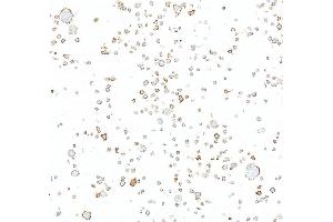 Immunocytochemistry (ICC) image for anti-Programmed Cell Death 1 Ligand 2 (PDCD1LG2) (AA 20-220) antibody (ABIN7795675)